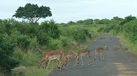 Impala's