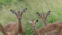 Impala's