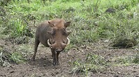 Warthol