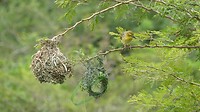 Wevervogels met oud en nieuw nest