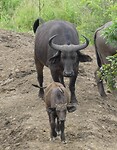Buffel met jong