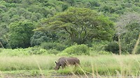 Neushoorn zonder hoorn