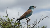 vogel