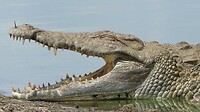 krokodil