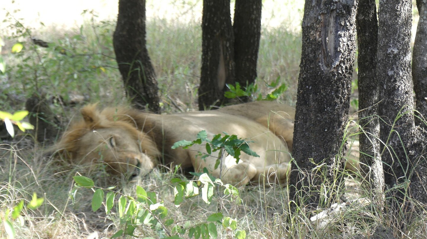 Sleeping beauty