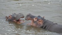 Nijlpaarden