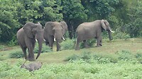 Mopani