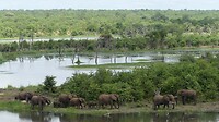 Mopani
