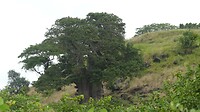 Baobab