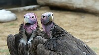 2 gieren