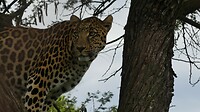 Leopard in de opvang