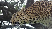 Leopard in de opvang