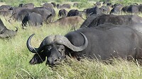 kudde buffels