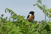 vogel
