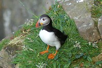 Puffin
