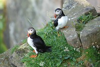 Puffins