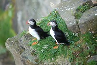 Puffins