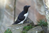 Gannet