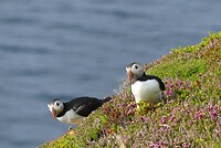 Puffins