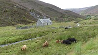 hooglanders