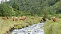 Hooglanders bij de rivier