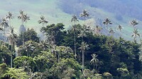 Cocora vallei