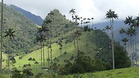 Vallei Cocora