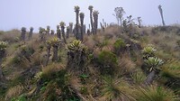Cactussen