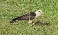 roofvogel met prooi