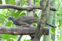 vogel