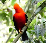 Cock