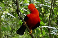 Cock