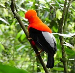 Cock of the rock