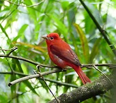 vogel