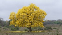 Gele boom in bloei