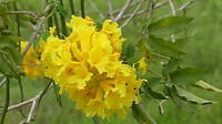 gele bloem