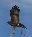 roofvogel