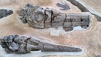 Paleontologisch museum