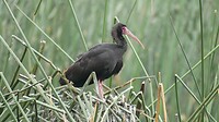 vogel