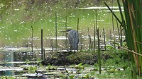 Reiger