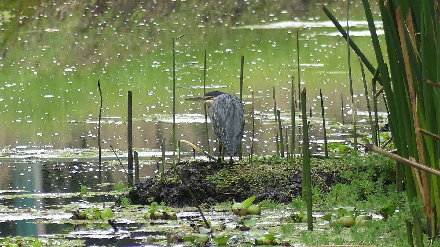 Reiger