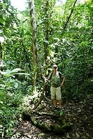Jungle