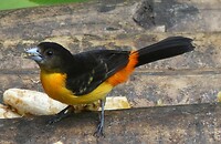 vogels