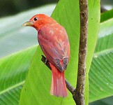 vogel