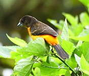vogel