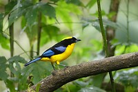 vogel