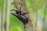 insect