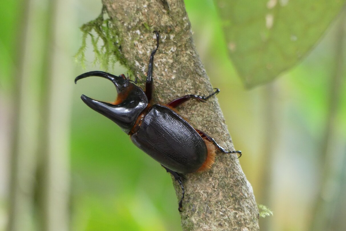 insect