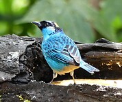 vogel
