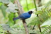vogel
